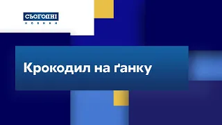 Крокодил на ґанку