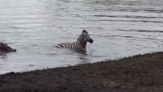 Crocodile vs zebra, amazing encounter