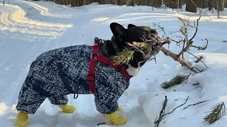 Это не французский бульдог, это французский бобр