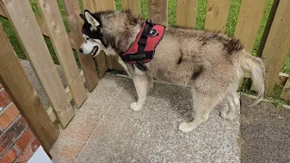 Bestie Huskies Get To Spend Their Day Together