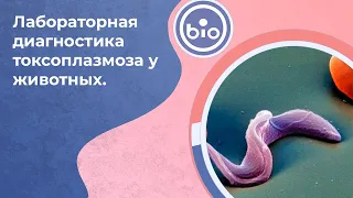 Лабораторная диагностика и лечение токсоплазмоза у животных