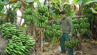 Continue to harvest banana gardens to bring to the market,the wooden house is being completed| Ep 11