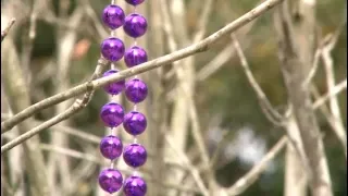 Making Mardi Gras "Greener" with biodegradable beads