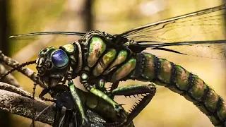 Was hat das Aussterben von Rieseninsekten verursacht? | Vollständige Dokumentation