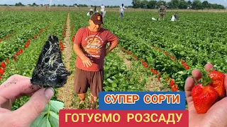 Сорт Полуниці на Мільйон, вирощуємо розсаду