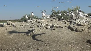 2 Колония крачек на пересыпи Тилигульского лимана, 27.06.2019