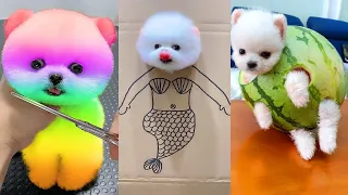 Tik Tok Chó Phốc Sóc Mini 😍 Funny and Cute Pomeranian #203