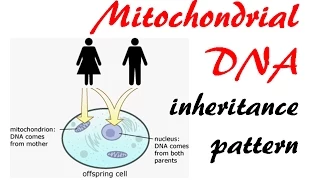 Mitochondrial DNA inheritance pattern