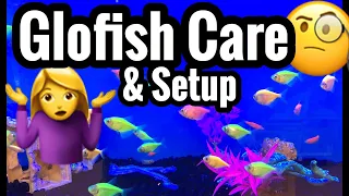 Tetra Glofish Care