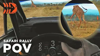 GIRAFFE ON THE STAGE! Safari Rally POV Helmet Cam 4K - Sean Johnston