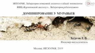 Доминирование у муравьев| Евгений Вадимович Бургов