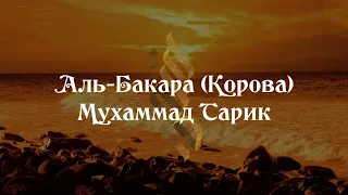 Сура 2 аль-Бакара (Корова) 153-157; Мухаммад Тарик