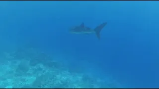 🦈 Акула, Шарм эль Шейх, январь 2021🇪🇬