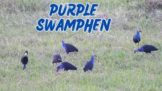 Purple Swamphen