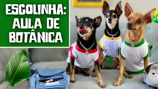 ESCOLINHA DOS PEQUENOS PRÍNCIPES - AULA DE BOTÂNICA (BIOLOGIA) 📚