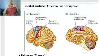 Anatomy of CNS Module in Arabic 2024 (Pyramidal tract), by Dr. Wahdan.