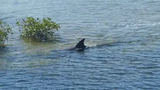 Dolphin along mangroves in Hernando Beach