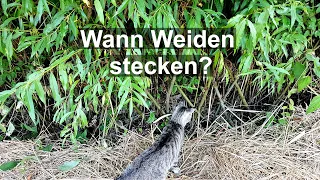 Wann kann man Weiden stecken / Weidenstecklinge pflanzen Q&A