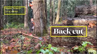 How to cut down a leaning tree, 🚧 DISCLAIMER,, BACK CUT FIRST .