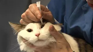 Заболевания глаз у котят! Герпес глаз и калицивироз у кошек.