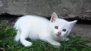 New white kitten in the family of tortoiseshell cat