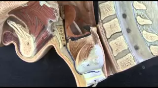 Anatomy 4, Head Neck and Swallowing