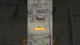 One Bullet, One Bull?! Elk Hunting