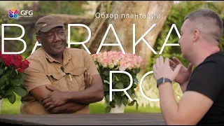 GFG | Baraka Roses | Кения 2021 |  Кенийские розы