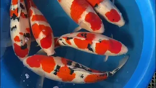 KOI LOUNGE VLOG No 9: Sakai Fish Farm Nisai Tategoi Selektion