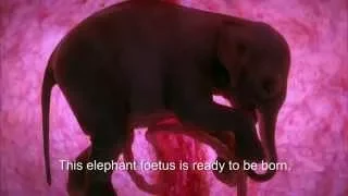 Elephant in the womb