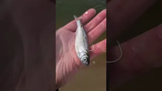 Zander mit Köderfisch Montage #shorts