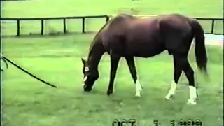 Secretariat's last footage.