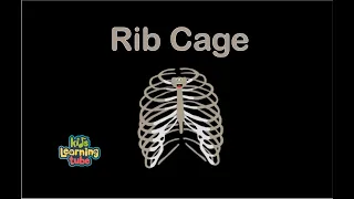 Human Body /Rib Cage Song/Human Body Systems