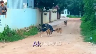 German Shepherd dog meeting nearby village