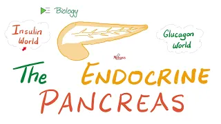 The Endocrine Pancreas (Insulin, Glucagon, and Somatostatin) | Endocrine Biology 🧪