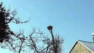 Przylot bocianów do gniazda w Wysocku Małym [02.04.2011]