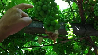 Пергола для винного винограда
