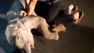 Baby Elephant's Heart Stops After Car Accident, Rescuer Immediately Starts CPR