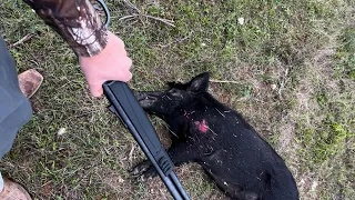 Henry Model X 30-30 Hog Hunt.  HOG DOWN!!!