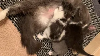 Cat Mom And 3 Babies Kittens Saved From The Street So Adorable