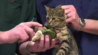 How to Care for Injured Cats