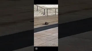 Turkey enters in the Tomb of Unknown Soldier