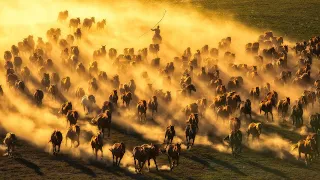 Live: Watch thousands of horses galloping across Xinjiang's Zhaosu Prairie