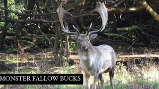 Monster fallow bucks by Corju Hunting