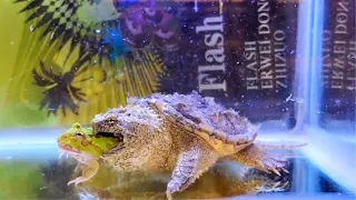 Snapping Turtle Sees A Pacman Frog