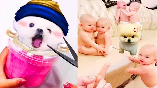 Tik Tok Chó Phốc Sóc Mini 😍 Funny and Cute Pomeranian #433