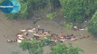 Cattle rescued from flood waters in Texas