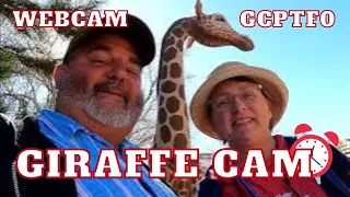 Giraffe Cam Cache
