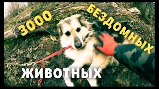 САМЫЙ БОЛЬШОЙ ПРИЮТ ДЛЯ ЖИВОТНЫХ. БИРЮЛЕВО.