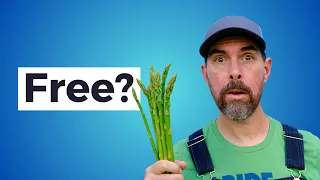 THE FREE ASPARAGUS PLANTS NO ONE TALKS ABOUT